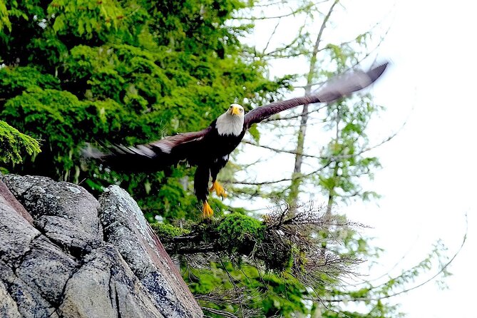 Ketchikan Zodiac Boat Adventure - The Inside Passage ride