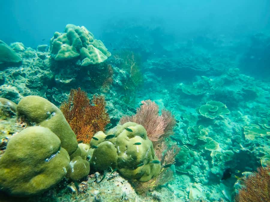 Khao Lak: Phi Phi & Bamboo Island Day Trip by Speedboat - What the boat service adds to the price