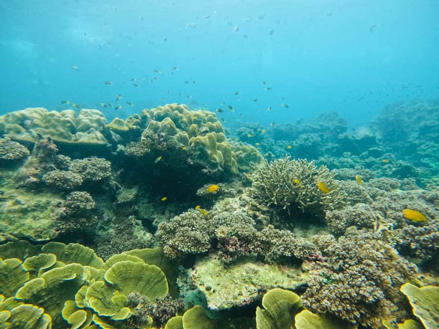 Khao Lak: Phi Phi & Bamboo Island Day Trip by Speedboat - Timing, comfort, and who should book