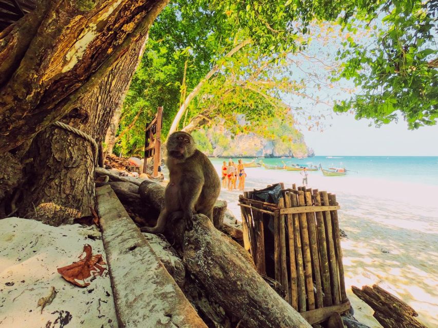 Ko Lanta: Phi Phi Day Trip by Speed Boat - Key points to know before you book