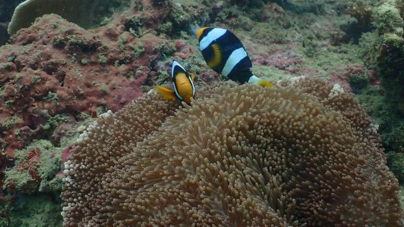 Ko Phi Phi Don: Speedboat Day Trip with Shark Snorkeling - A second snorkel stop for turtles and reef life