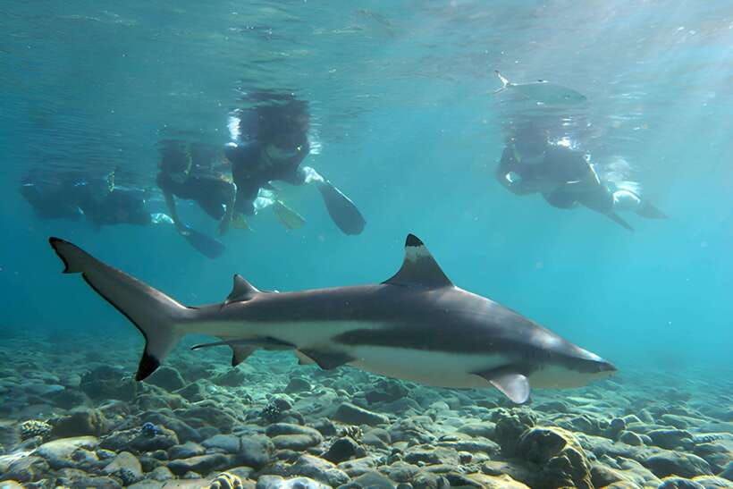 Ko Phi Phi Don: Speedboat Day Trip with Shark Snorkeling - Meeting the boat at Phi Phi Don