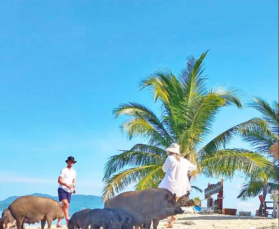 Ko Samui: Pig Island Snorkeling and Koh Tan Speedboat Tour - The speedboat crossing to Koh Tan