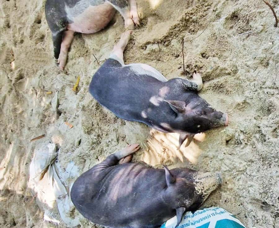 Ko Samui: Pig Island Snorkeling and Koh Tan Speedboat Tour - Morning or afternoon departure?