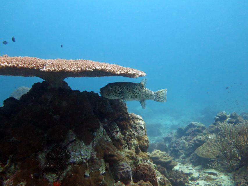 Koh Chang: Half-Day Snorkeling Adventure on a Speedboat - How to prepare for a better morning