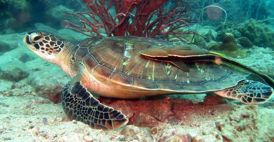 Koh Chang: Half-Day Snorkeling Adventure on a Speedboat - The 9 AM speedboat ride