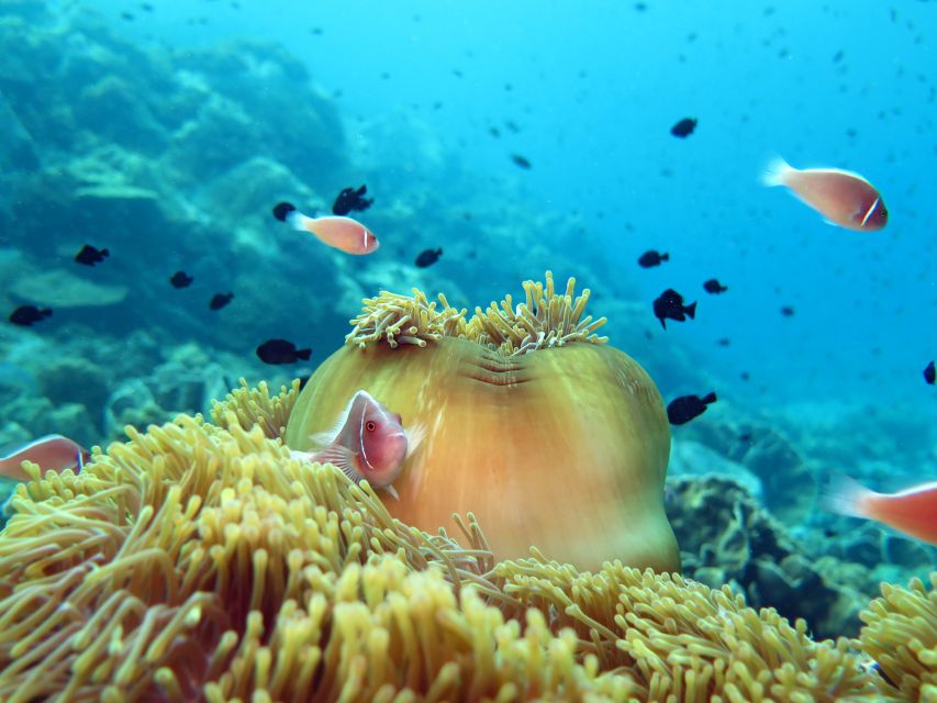 Koh Chang: Half-Day Snorkeling Adventure on a Speedboat - Lunch, fruit, and drinks on the water