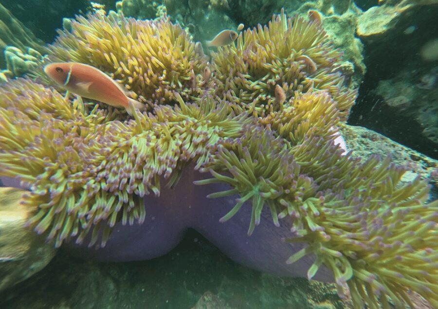 Koh Kood: Snorkeling Speedboat Tour with Lunch and Transfer - The speedboat ride: useful, scenic, and not especially gentle