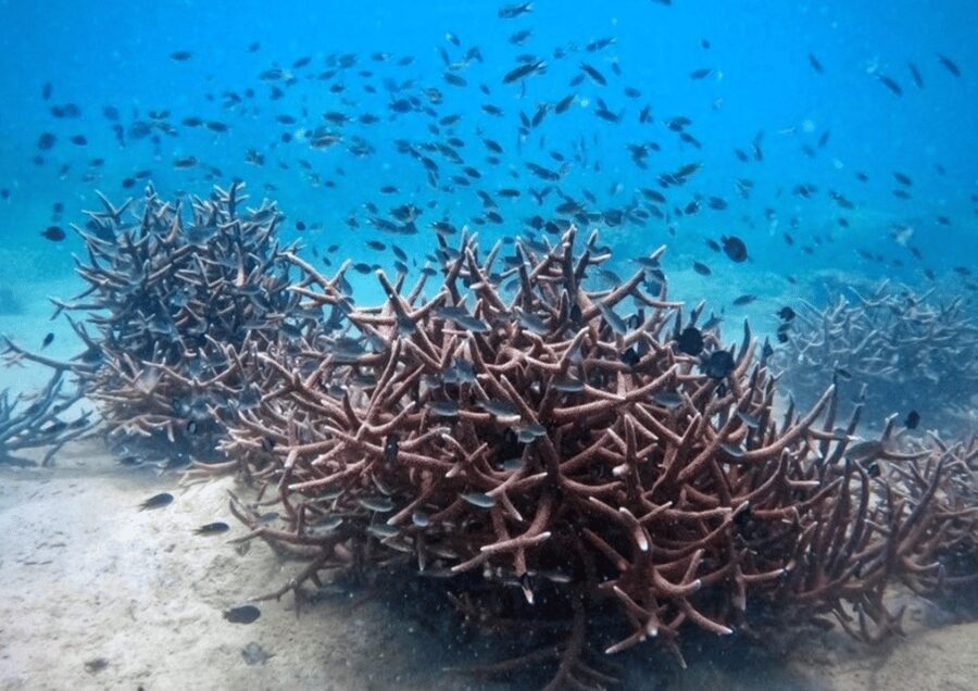 Koh Kood: Snorkeling Speedboat Tour with Lunch and Transfer - Who will enjoy this trip most