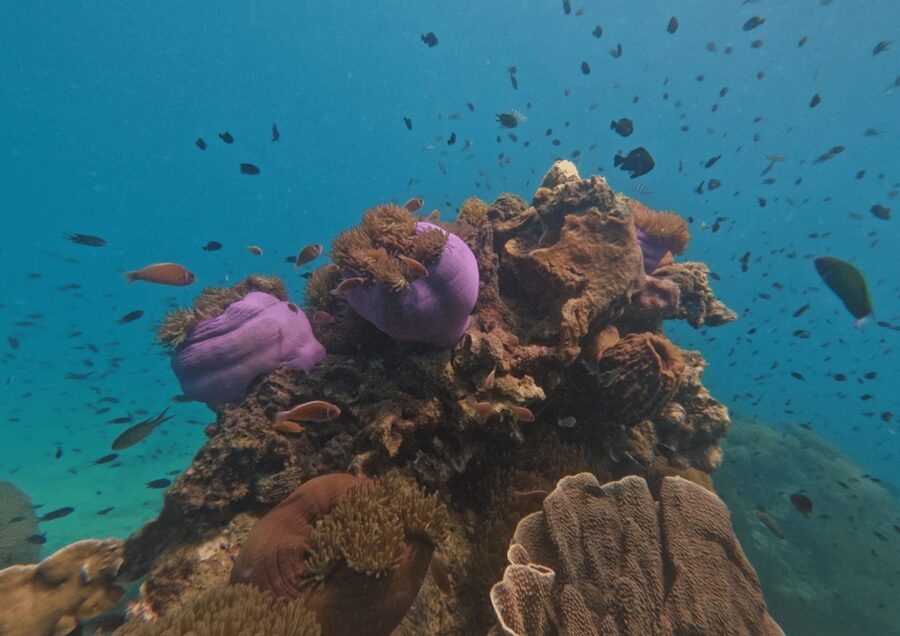 Koh Kood: Snorkeling Speedboat Tour with Lunch and Transfer - Practical preparation for the morning