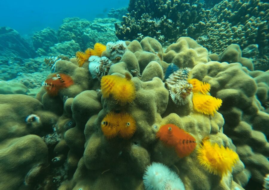 Koh Kood: Snorkeling Speedboat Tour with Lunch and Transfer - How the service works on board
