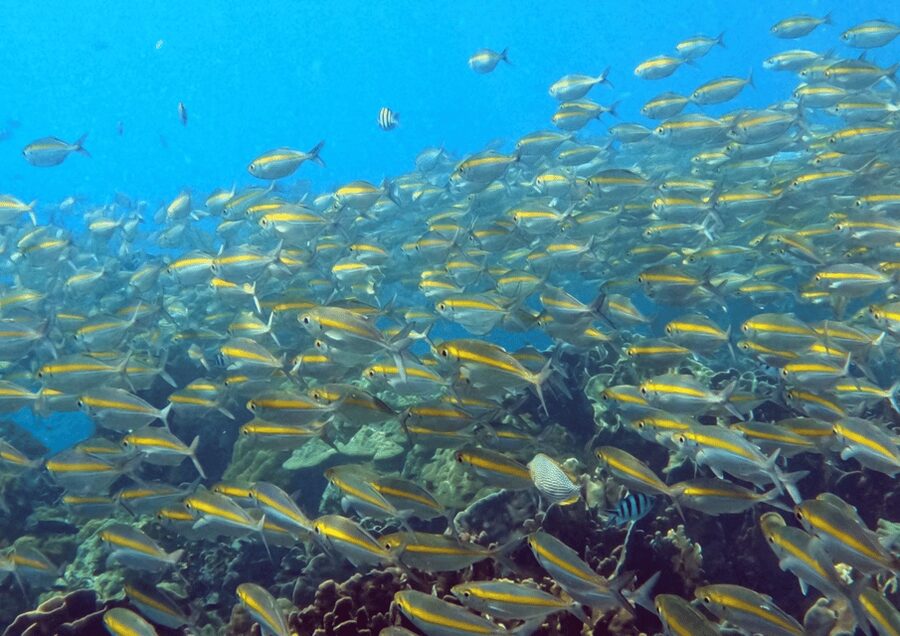 Koh Kood: Snorkeling Speedboat Tour with Lunch and Transfer - Ko Raet: a second stop close to the first