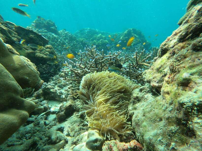 Koh Phi Phi: Early Morning Maya Bay, Bamboo Speedboat Tour - Snorkeling around Phi Phi’s coral reefs