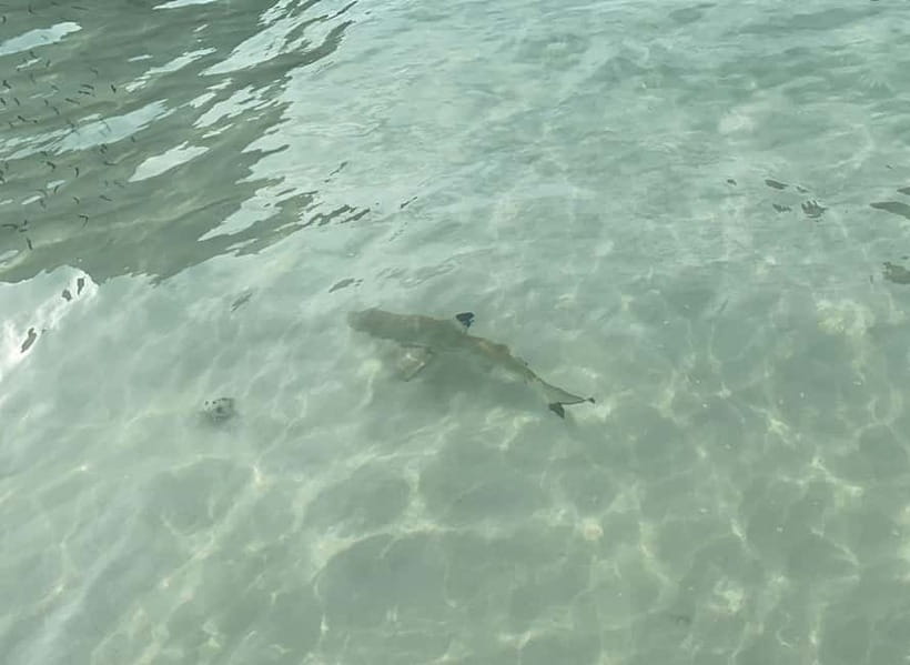 Koh Phi Phi: Halfday Maya Bay Sunset & Plankton by Speedboat - Why this half-day route works well