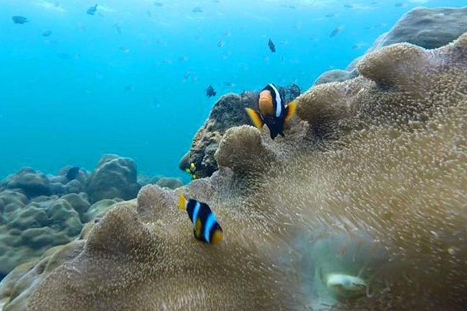 Koh Rok and Koh Haa Snorkeling Trip by Speedboat from Koh Lanta - Should you book Koh Rok and Koh Haa?