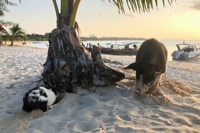 Koh Samui Islands Snorkeling Trip By Speedboat - Koh Madsum and the white-sand pause
