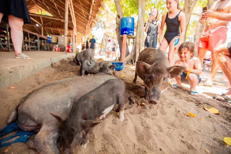 Koh Samui: Pig Island & Koh Tan Speedboat Tour with Lunch - Booking details worth checking before you pay