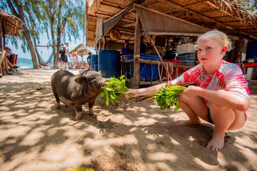 Koh Samui: Pig Island & Koh Tan Speedboat Tour with Lunch - Lunch, drinks, and the timing of the return