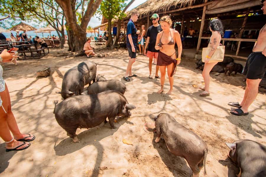 Koh Samui: Pig Island & Koh Tan Speedboat Tour with Lunch - Leaving Koh Samui from Thong Krut Pier