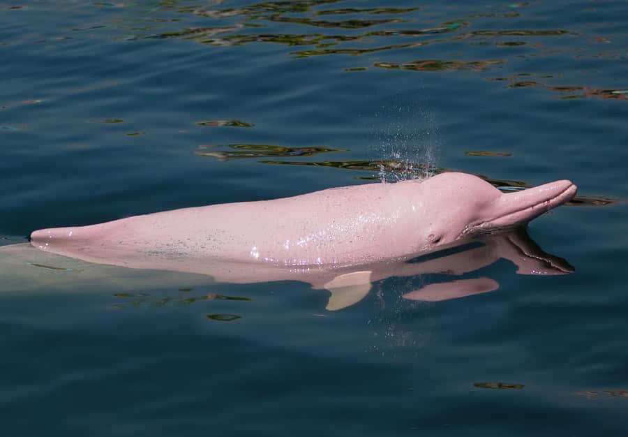 Koh Samui: Pink Dolphin Spotting & Pig Island Speedboat Tour - Practical details before you reserve