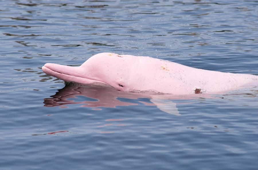 Koh Samui: Pink Dolphin Spotting & Pig Island Speedboat Tour - Why the pink dolphins are worth the trip