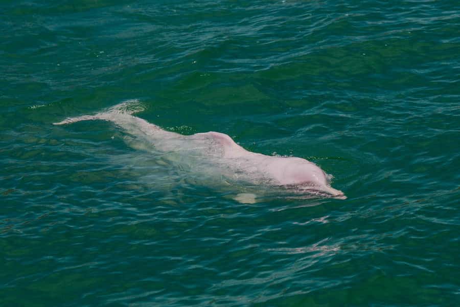 Koh Samui: Pink Dolphin Spotting & Pig Island Speedboat Tour - Ko Madsum, where the pigs own the beach