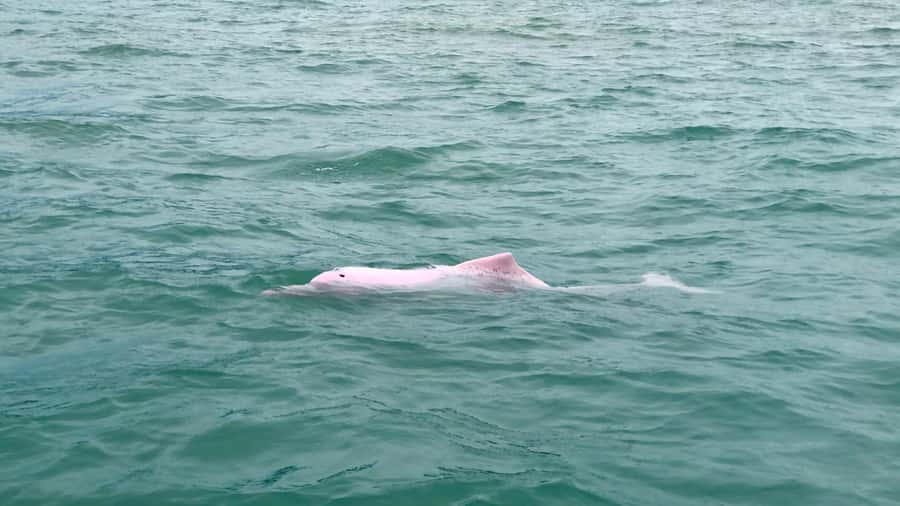 Koh Samui: Pink Dolphin Spotting & Pig Island Speedboat Tour - Group size, comfort, and the $72 price