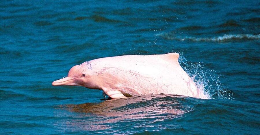 Koh Samui: Pink Dolphin Spotting & Pig Island Speedboat Tour - Who will enjoy this Koh Samui tour most
