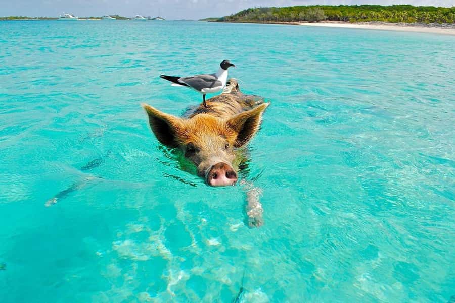 Koh Samui: Private Speedboat Tour to Koh Madsum and Koh Tan - What this four-hour Samui boat trip feels like