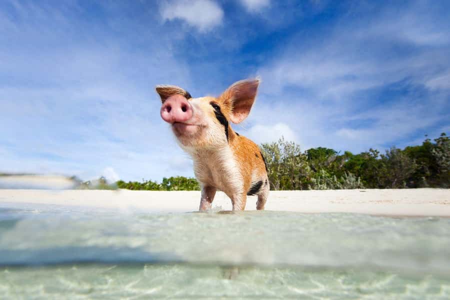 Koh Samui: Private Speedboat Tour to Koh Madsum and Koh Tan - Snorkeling around Koh Tan
