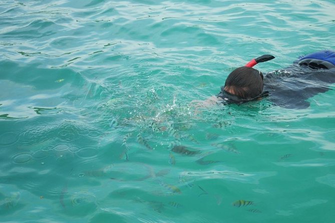 Koh Tan and Koh Madsum Snorkeling Trip By Speedboat From Koh Samui - Koh Madsum, the easygoing Pig Island stop