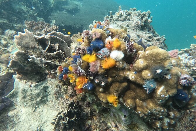Koh Tao & Koh Nang Yuan Snorkeling Tour by Speed Boat from Samui - Timing, Weather, and What to Bring