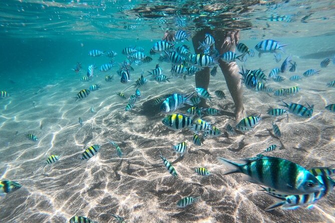 Koh Tao & Koh Nang Yuan Snorkeling Tour by Speed Boat from Samui - Koh Nang Yuan: Coral, Crowds, and the Viewpoint