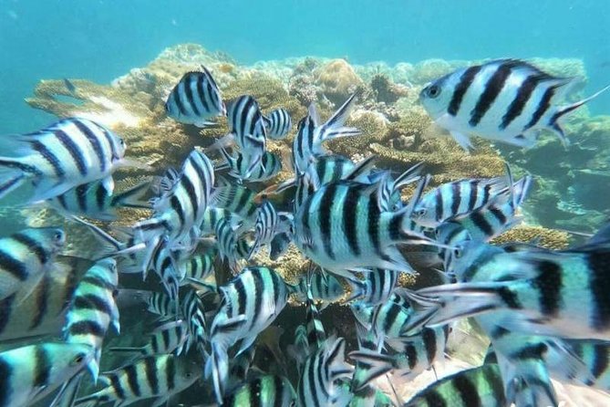 Koh Tao & Koh Nangyuan by Speed Boat (Snorkeling trip from Koh Samui) - Lunch beside the beach