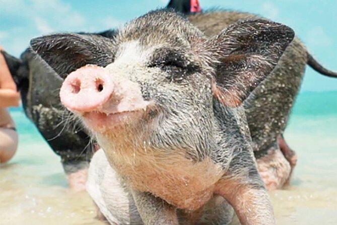 kohsamui.tours - Pig Island Snorkeling Eco Tour by Speed Boat - From your hotel to Thong Krut at 8:30 a.m.