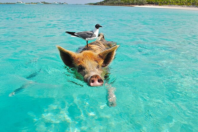 kohsamui.tours - Pig Island Snorkeling Eco Tour by Speed Boat - Kayaking, swimming, and beach time