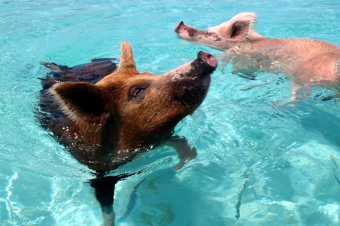 kohsamui.tours - Pig Island Snorkeling Eco Tour by Speed Boat - What the $61.02 price really covers