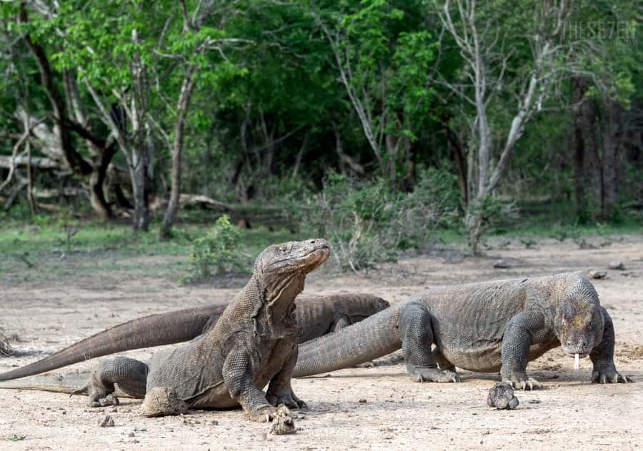 Komodo Island: 3D2N Private Speedboat Tour with Hotel - Why this three-day plan works