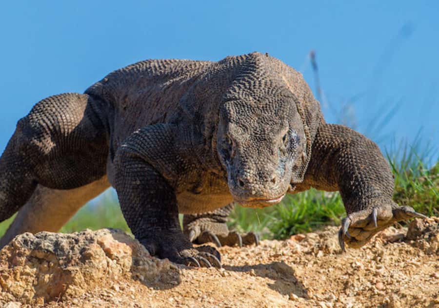 Komodo Island: 3D2N Private Speedboat Tour with Hotel - Day 2: six stops by private speedboat