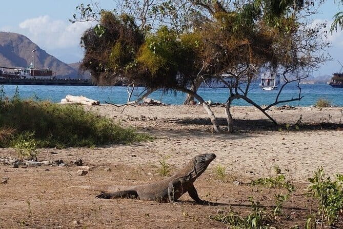 Komodo Islands with Speedboat in Labuhan Bajo - Pink Beach is more than a photo stop