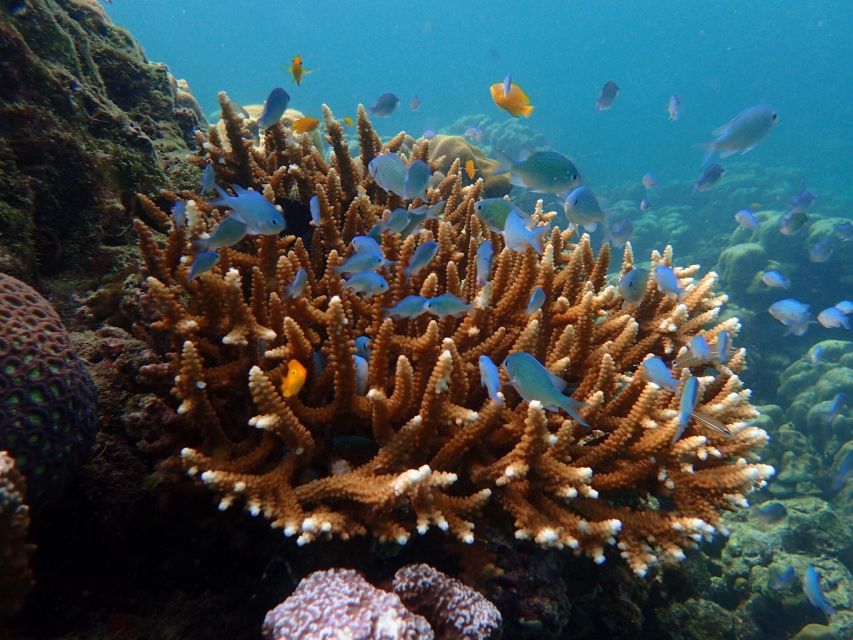 Krabi: Koh Rok & Koh Haa Hidden Snorkeling Tour by Speedboat - Should you book the Koh Rok and Koh Haa tour?