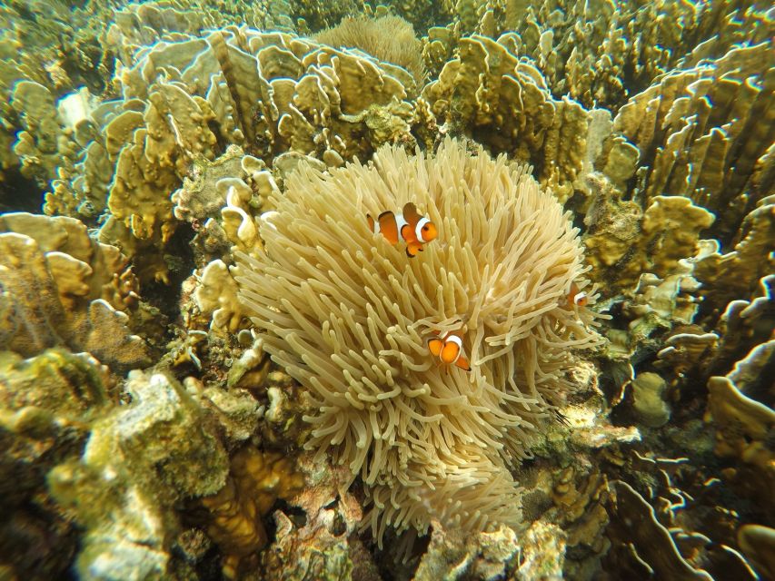Krabi: Koh Rok & Koh Haa Hidden Snorkeling Tour by Speedboat - Koh Haa adds a second snorkeling setting
