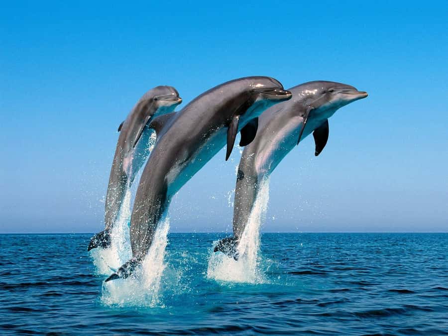 La Preneuse: Dolphin Swimming and Snorkeling Speedboat Trip - The guide’s role in a fast morning