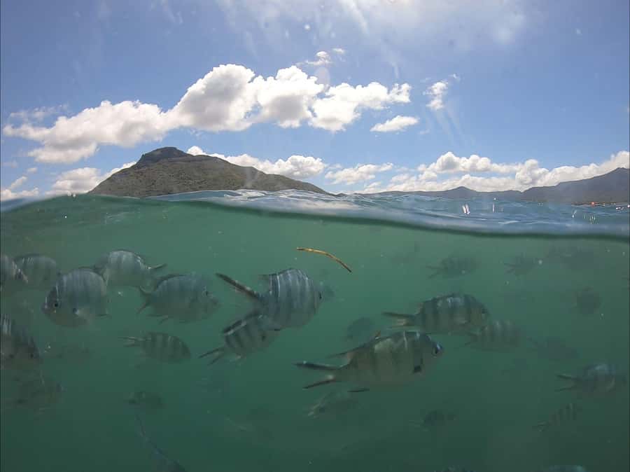 La Preneuse: Dolphin Watching and Snorkeling Speedboat Tour - La Preneuse to the open water