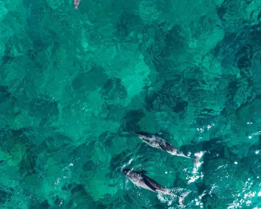 La Preneuse: Dolphin Watching and Snorkeling Speedboat Tour - Finding dolphins near La Preneuse