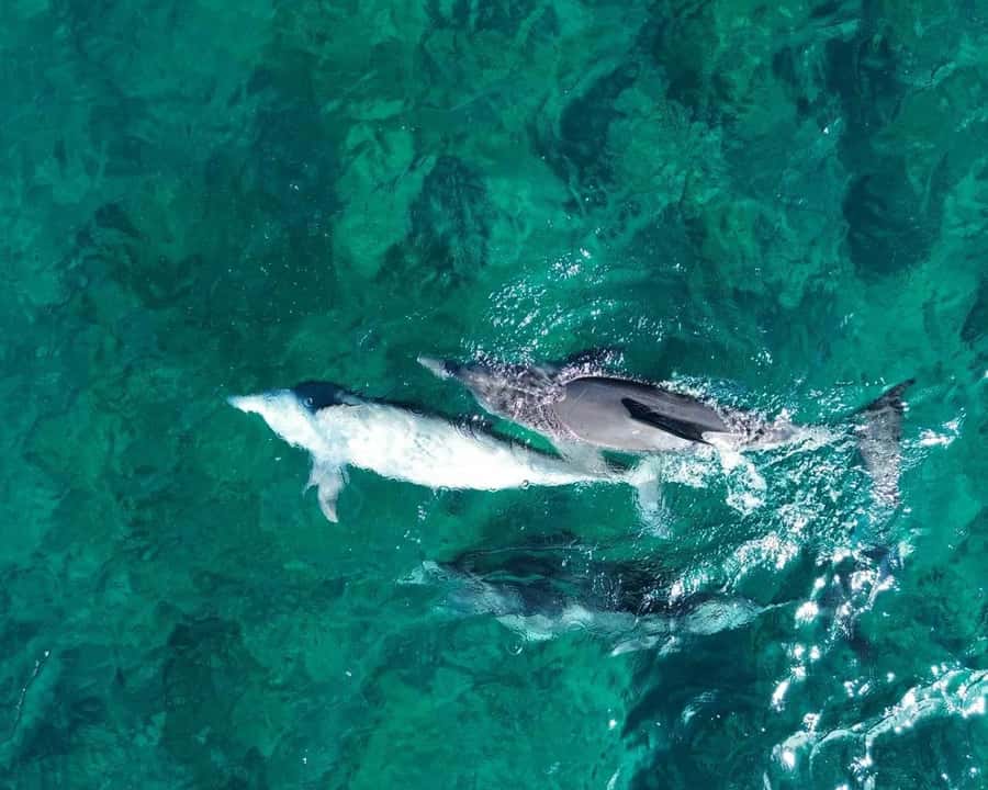 La Preneuse: Dolphin Watching and Snorkeling Speedboat Tour - The lagoon snorkel and marine life