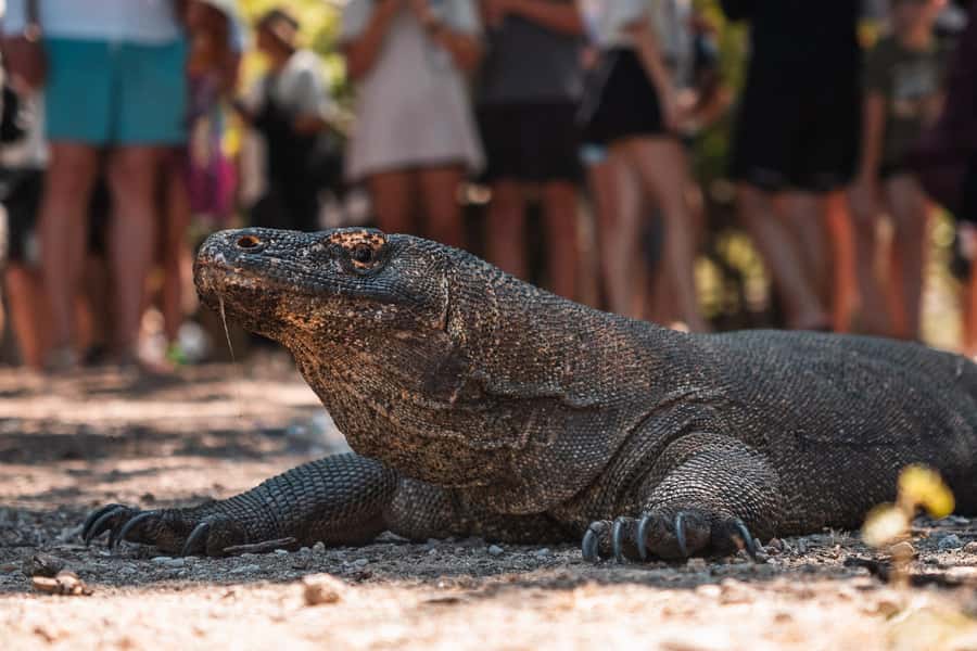 Labuan bajo: One Day Komodo Private & Shared Speedboat Trip - The sunset flying fox add-on