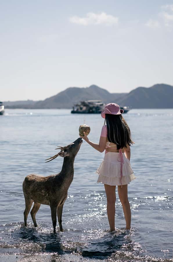Labuan bajo: One Day Komodo Private & Shared Speedboat Trip - Pink Beach is more than a photo stop