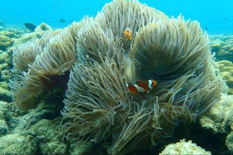 Langkawi: Dangli Island Snorkel and Swim Speedboat Tour - A fast ride from Kilim Jetty to Dangli Island