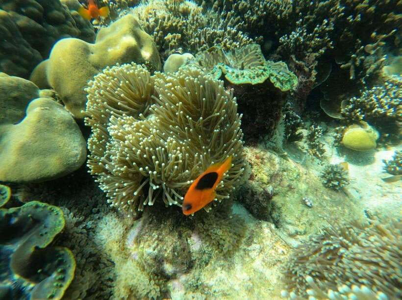 Langkawi: Dangli Island Snorkel and Swim Speedboat Tour - Is $119 good value for a private boat?